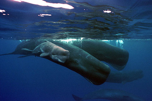 pod of sperm whales