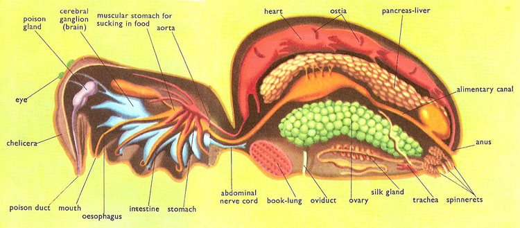 spider book lungs