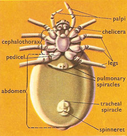 Underside of a spider