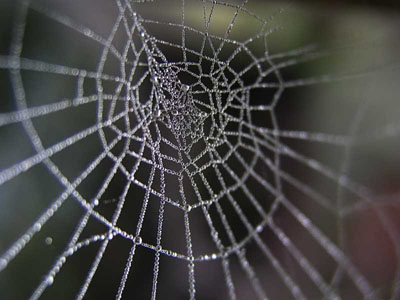 spider's web