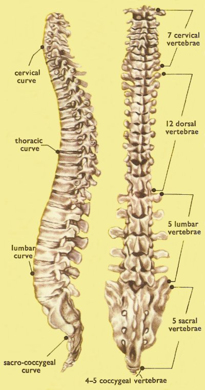 vertebral column