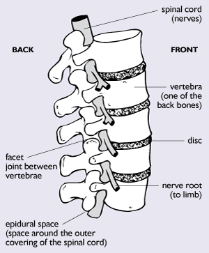 spinal column detail