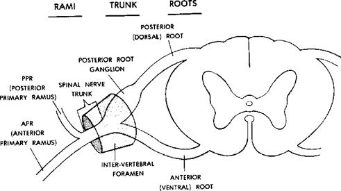 spinal nerve