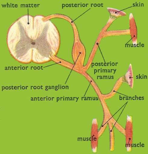 The branches of a spinal nerve