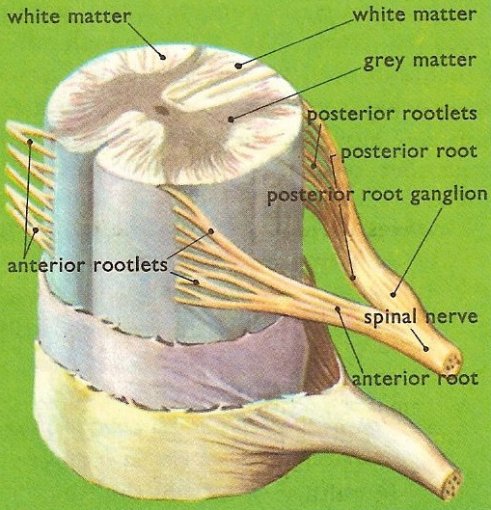 Connections of the spinal nerve roots to the spinal cord