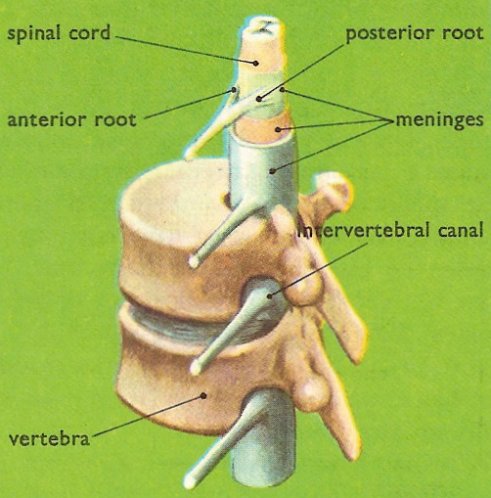 spinal nerves pass through the intervertebral canals