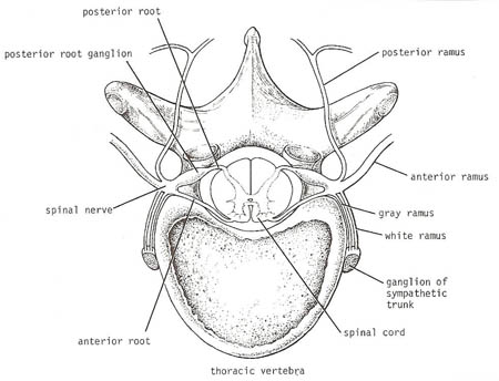 The association between spinal cord, spinal nerves, and sympathetic trunks