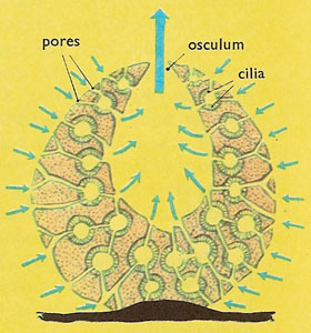 Diagram of the structure of a simple sponge