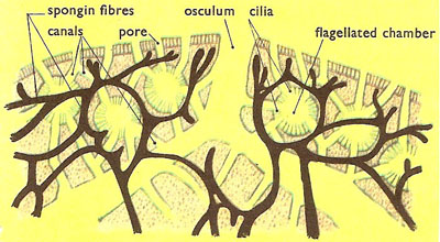 Diagram of a section through part of a sponge with a fibrous skeleton