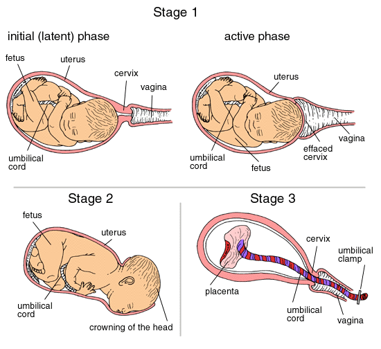 stages of birth
