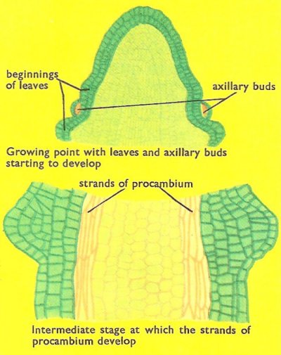 Passage of a stem from embryonic structure to mature structure with differentiated structures