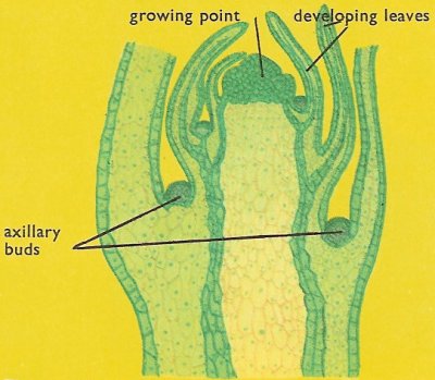 Section of the tip of a stem