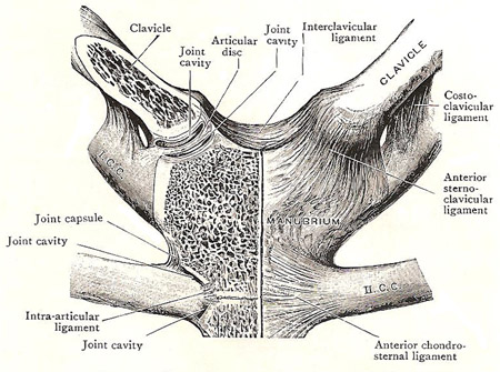sternoclavicular joint