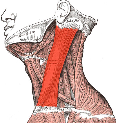 sternomastoid muscle