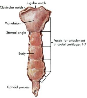 sternum