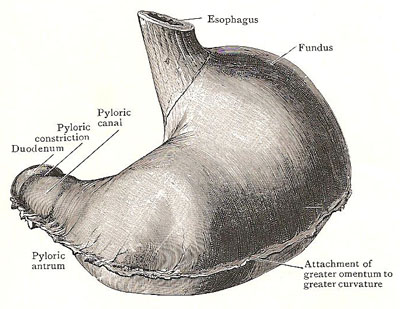 stomach, upper aspect