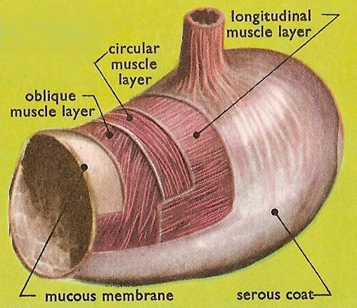 stomach wall