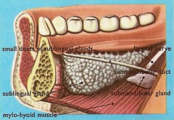 sublingual gland