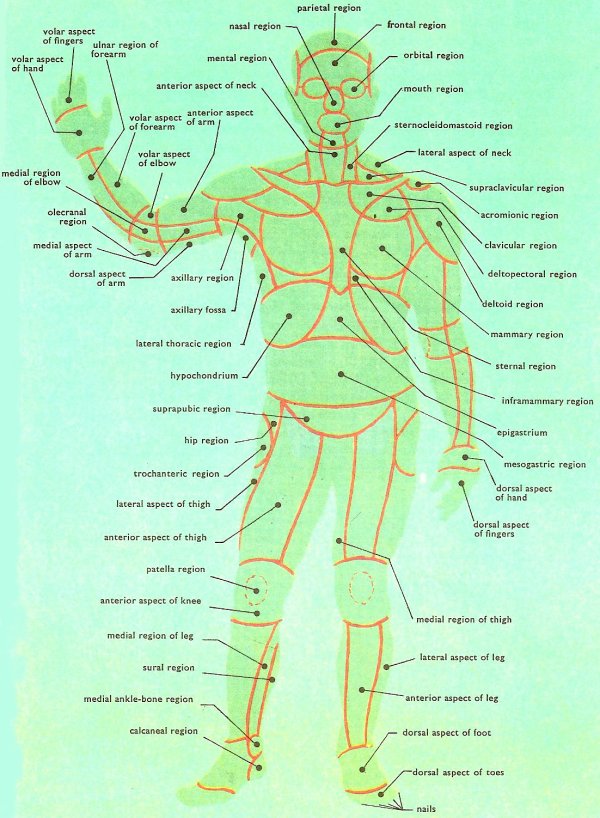 surface anatomy, front