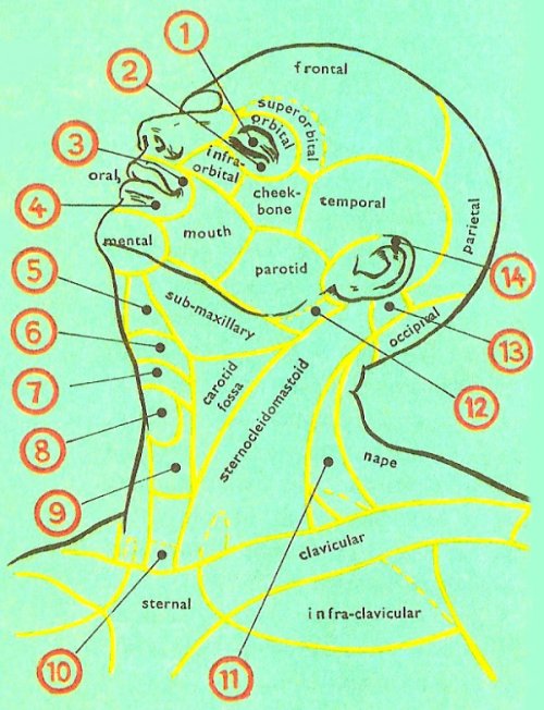 surface anatomy, head and neck