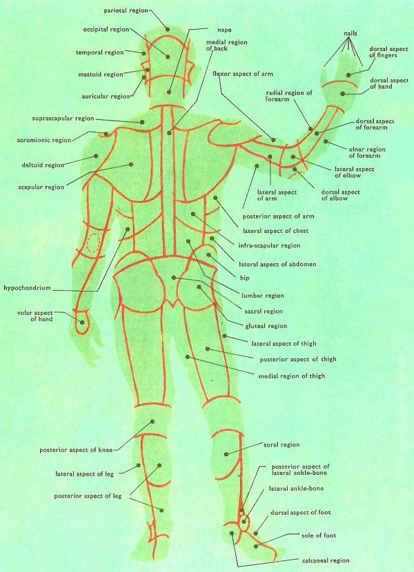 surface anatomy, rear