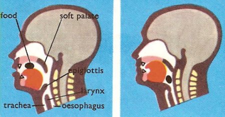 swallowing