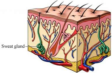 sweat gland