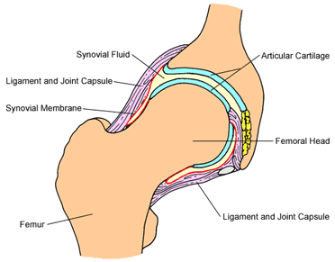 hip joint