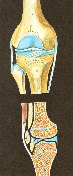 synovial joint