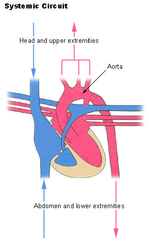 systematic circuit