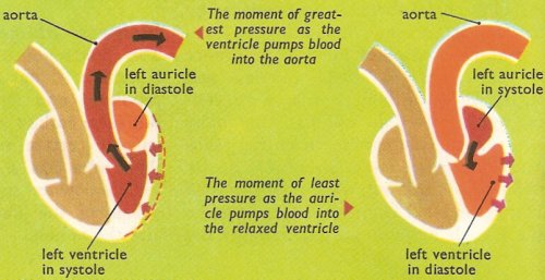 systole and diastole