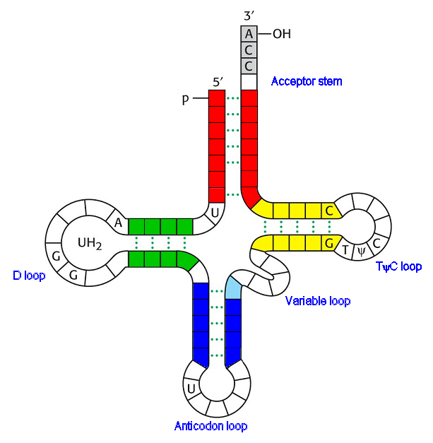 tRNA