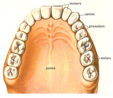 A view of teeth in the upper jaw