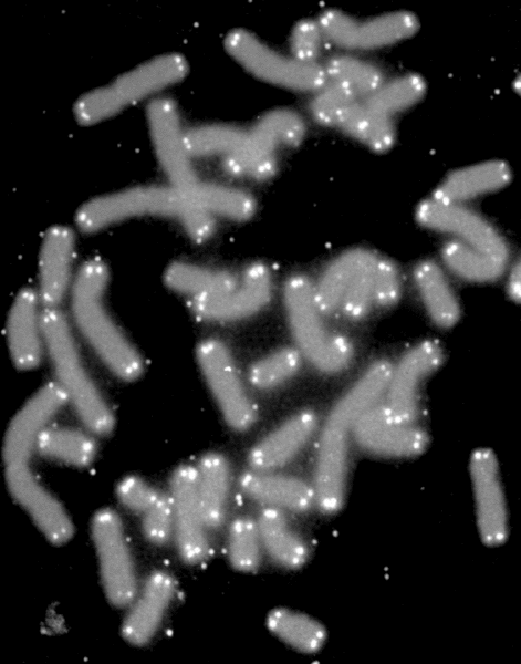 telomere caps