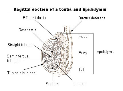 testis and epididymis