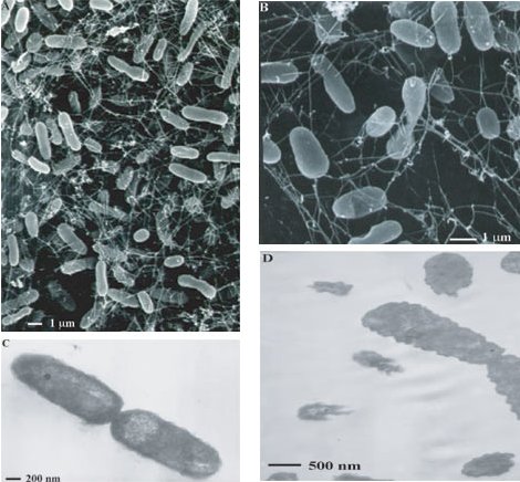 thermophiles