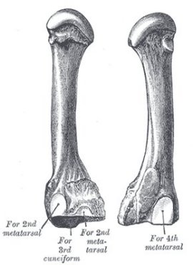 third metactarsal