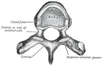 thoracic vertebra, above