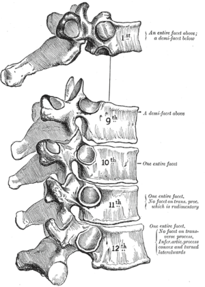 thoracic vertebrae