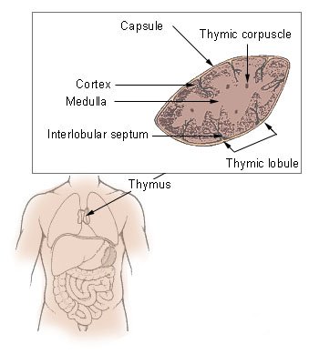 thymus