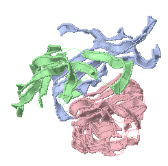 thyroid-stimulating hormone