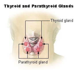 thyroid and parathyroid glands