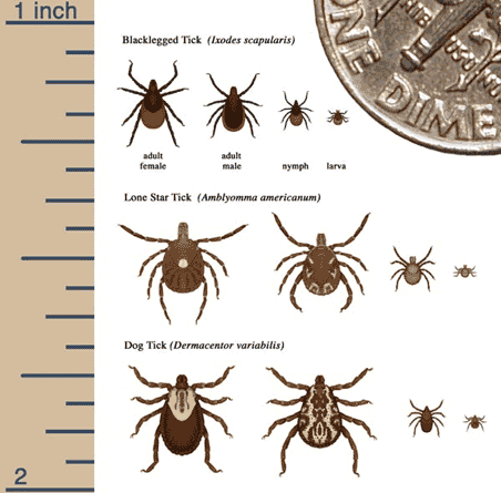comparison of tick sizes