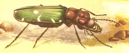 tiger beetle