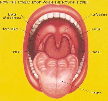 tonsils