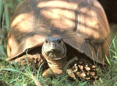 Galapagos tortoise