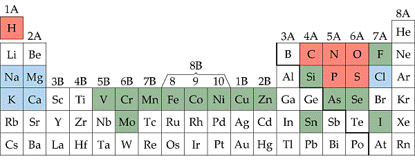 elements found in the human body