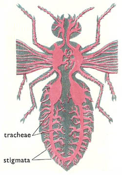 tracheal system