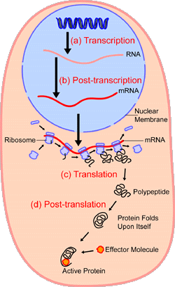 transcription and translation