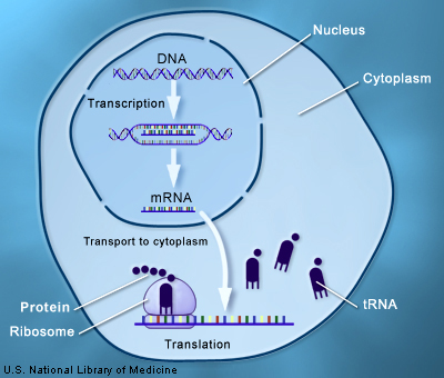 transcription and translation